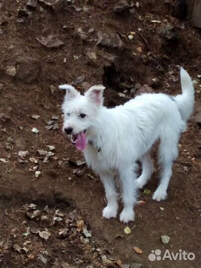 Собака в добрые руки