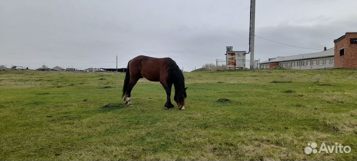 Продам жеребца