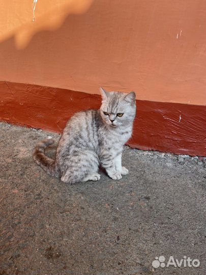 Отдам бесплатно