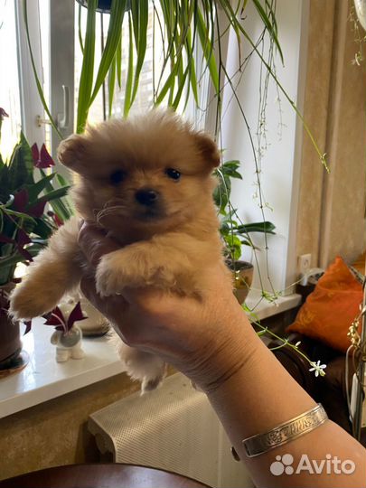 Шпиц помесь