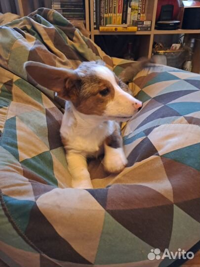 Вельш-корги кардиган