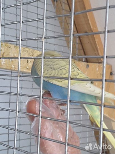 Волнистые попугаи