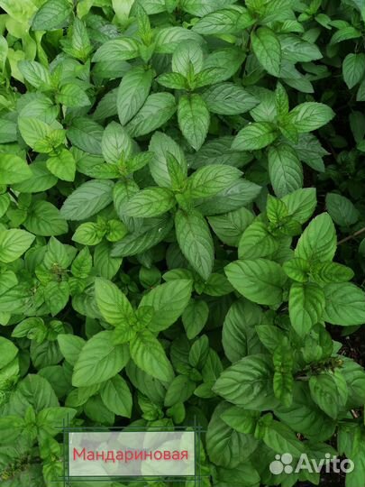 Сортовая мята Блек Митчем, мята Мандариновая
