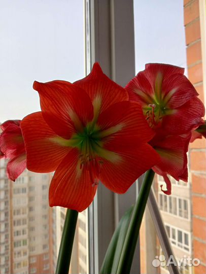 Гиппиаструм