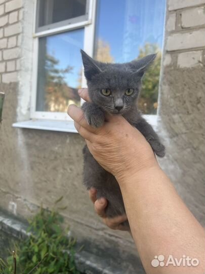 Русская голубая