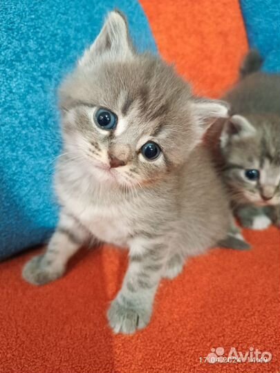Котята