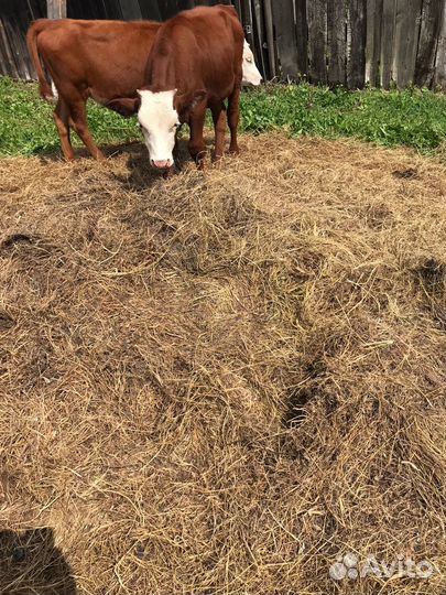 Продам телят