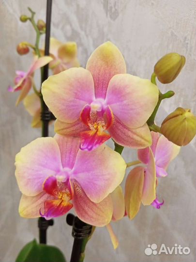 Простота ухода за орхидеей Сара Бланш