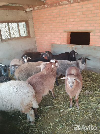 Овцы бараны ягнята