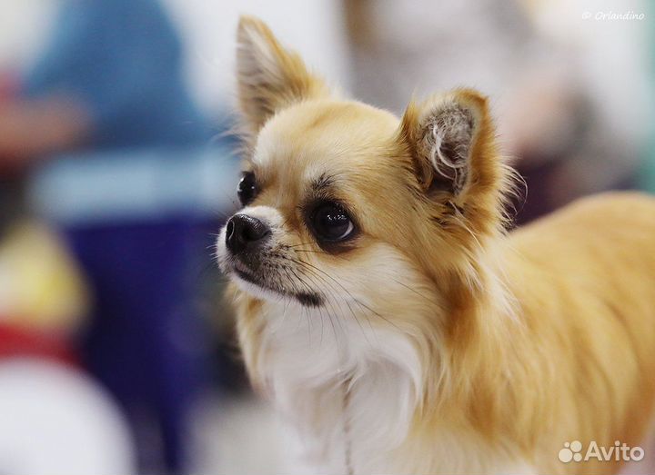Чихуахуа взрослый кобель