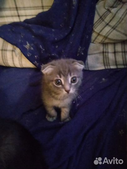 Котята