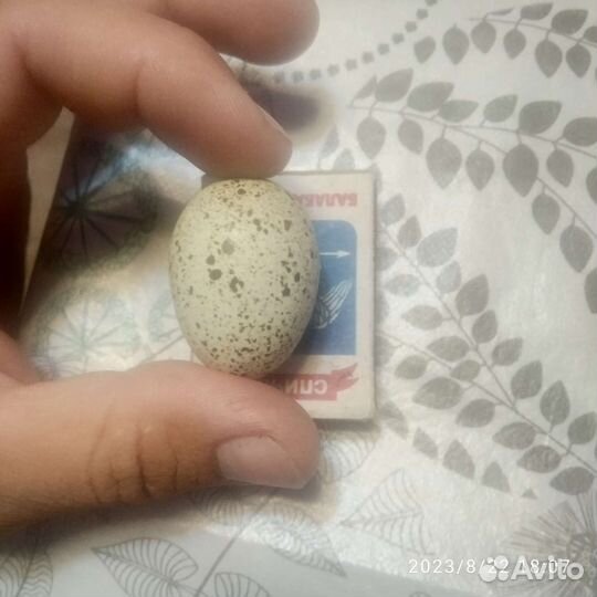 Яйца перепелиные домашние