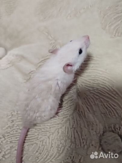 Крысята Рекс,дамбо и стандарт. Крысы