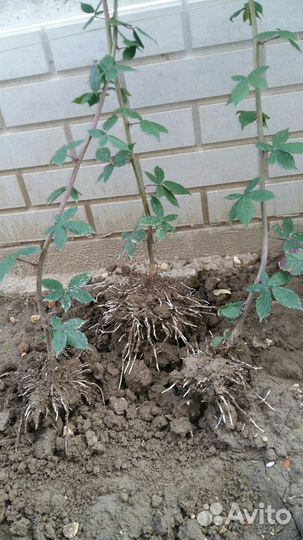 Ежевика бесшипная - Тройная корона, Полар