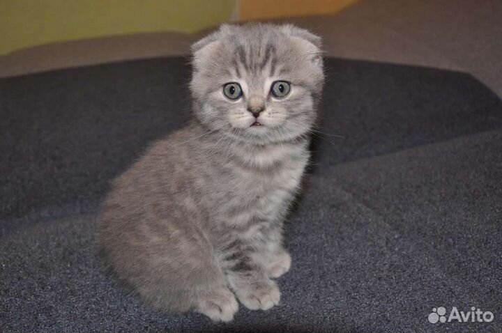 Шотландские котята