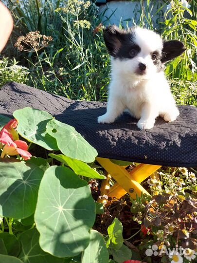 Щенки папийона