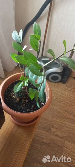 Комнатные цветы