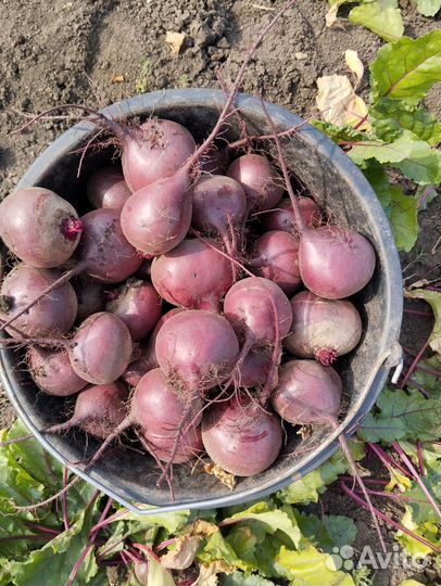 Свекла оптом, новый урожай