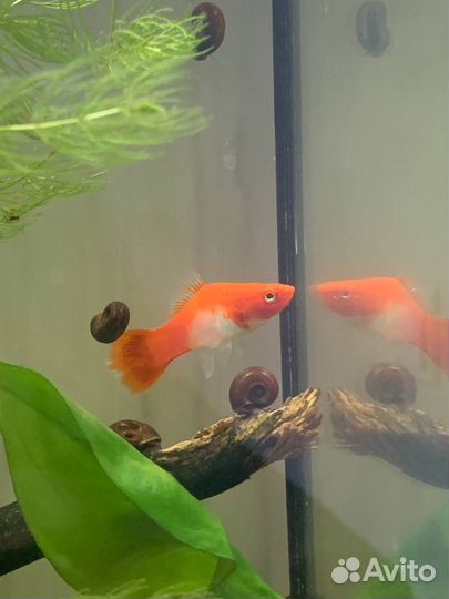 Рыбки меченосцы бело-оранжевые