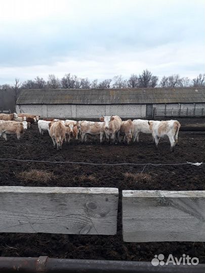 Тёлки сементалы