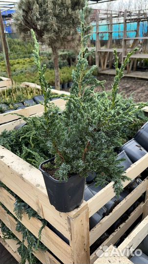 Можжевельник чешуйчатый Blue Compact (Блю Компакт)