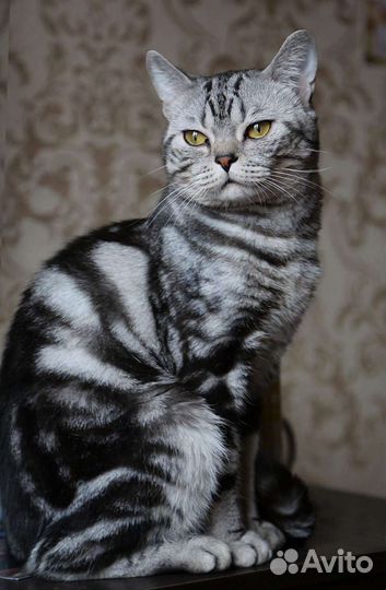 Шотландский кот с документами. Вязка