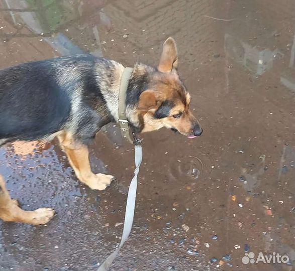 Собака в самые добрые руки