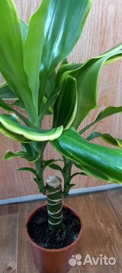 Драцена голд