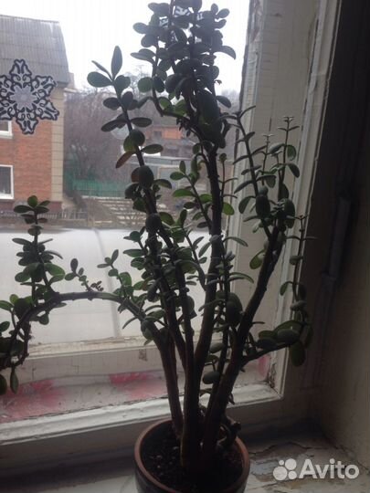 Толстянка, хлорофитум