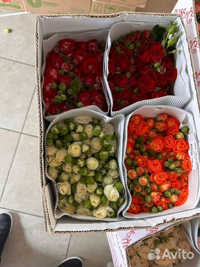 Кустовые розы