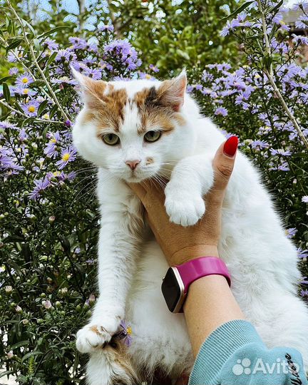 Кошка Мила