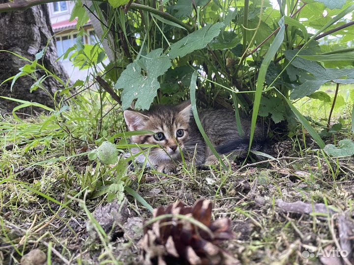 Кошки в добрые руки бесплатно