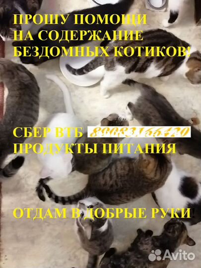 Котики очень надеются на Вашу помощь