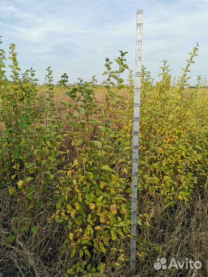 Чубушник (Жасмин)