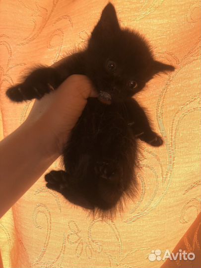 Кошка в дар