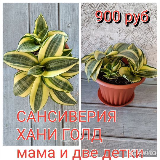 Сансевиерии разные