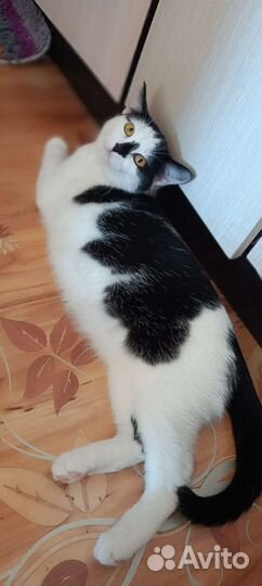 Котенок девочка красивая