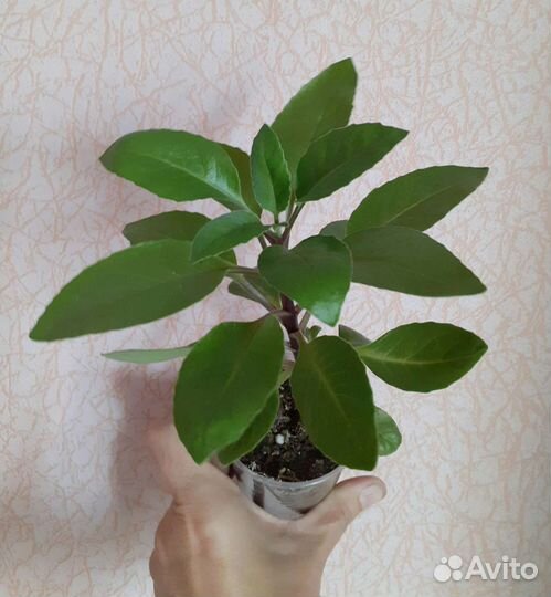 Джинура - лечебное растение