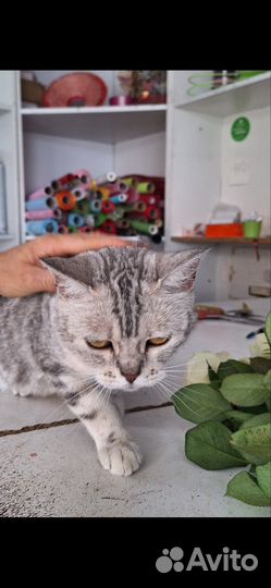 Ласковая кошечка стерилизованная 1 год