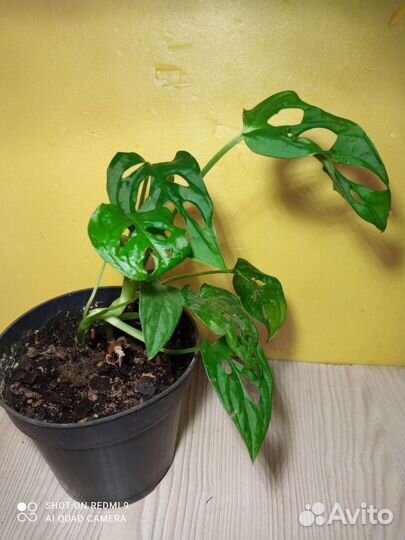 Комнатные растения