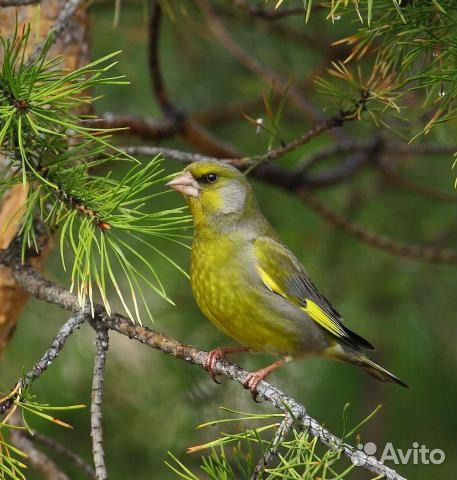 Певчие лесные птицы