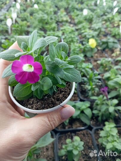 Вегетативная петуния, калибрахоа, алиссум