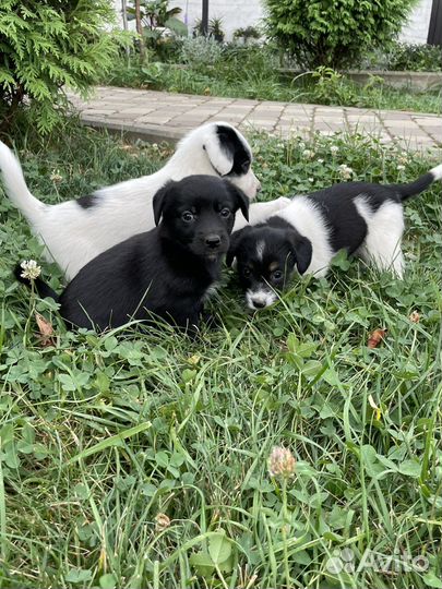 Щенки в добрые руки даром