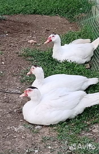 Индоутки - молодые утаки