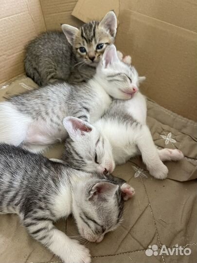 Кошка с котятами