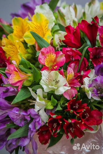 Альстромерии