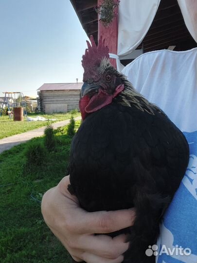 Молодые петухи