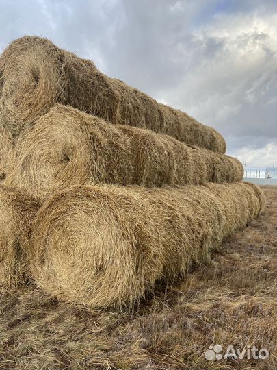 Сено в рулонах 2023