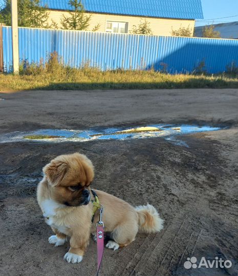 Вязка пекинес