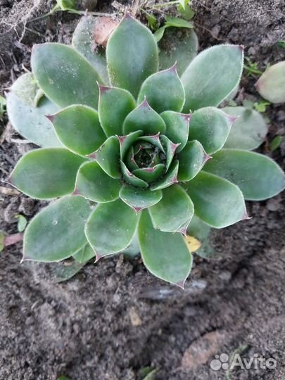 Молодило, каменная роза